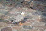 Ptaki
